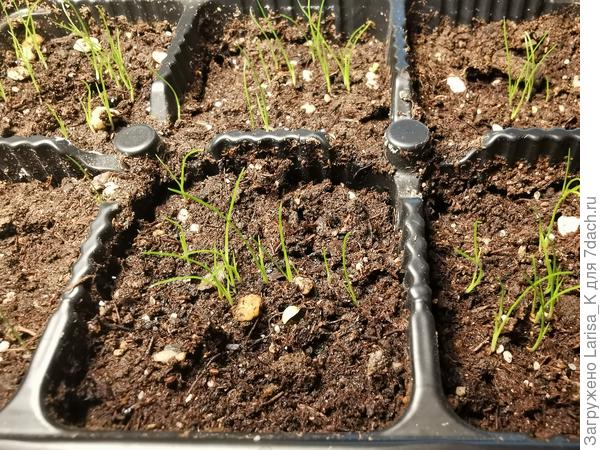 Взошла осока лисья, около 2 см