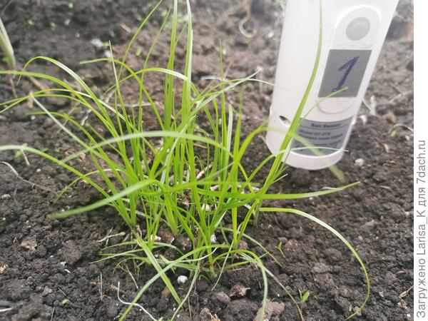 Осока пальмолистная, высота примерно 7-8 см