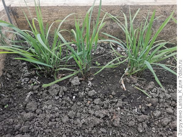 Шероховатка сегодня, высота около 15 см