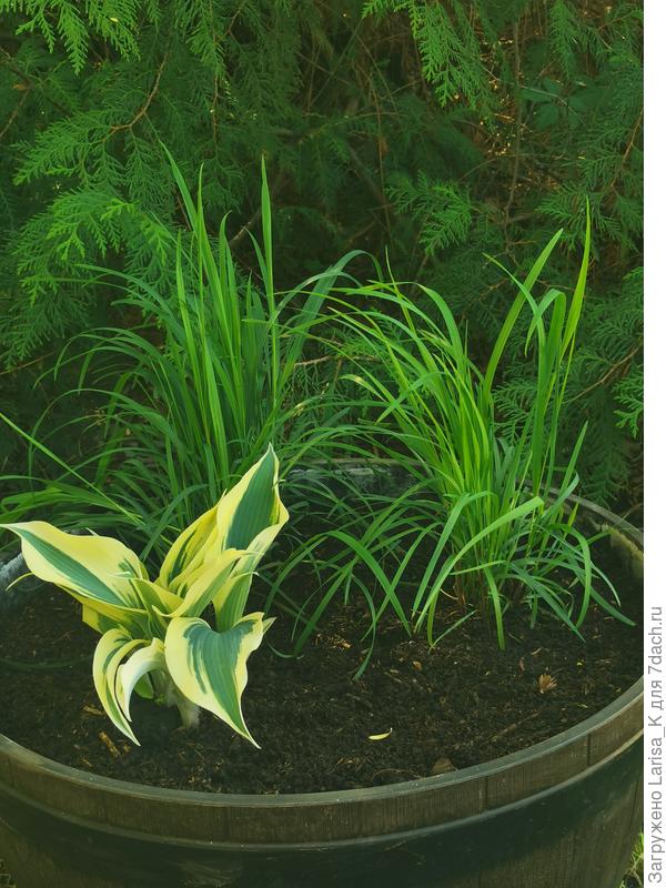 Шероховатка высажена в большую бочку. Пока стоит в тени.