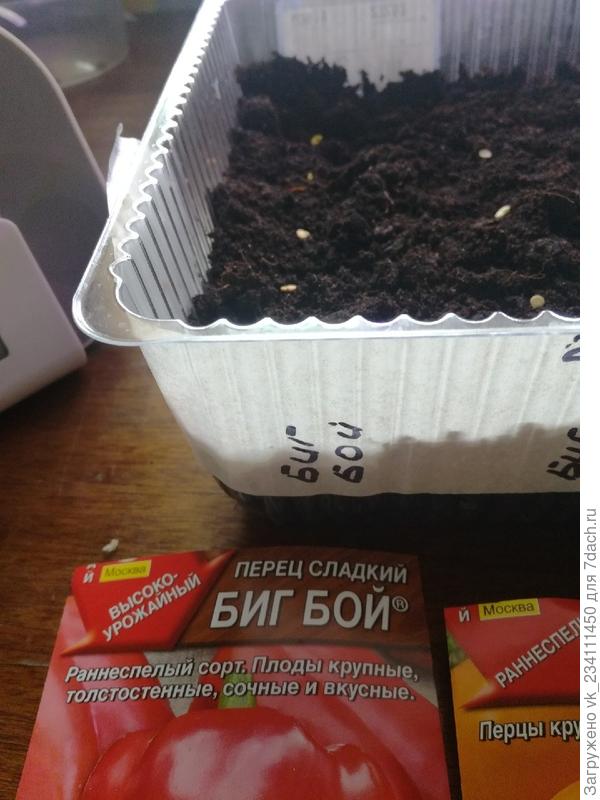Это мои семена на поверхности земли.
