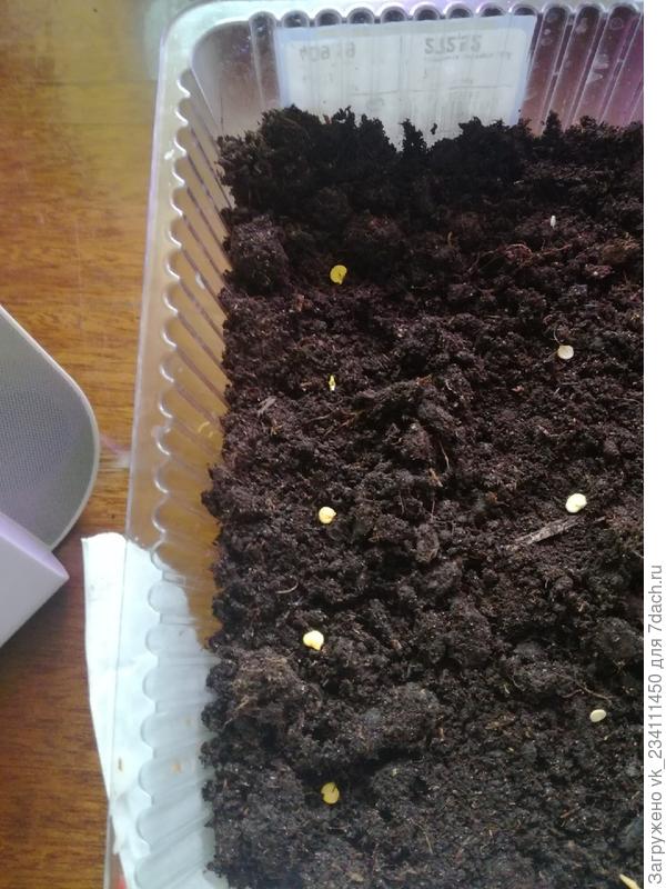 Справа это Биг Герл