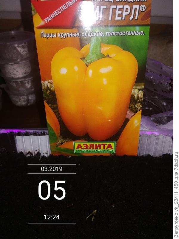 Первый перчик 5.03.19