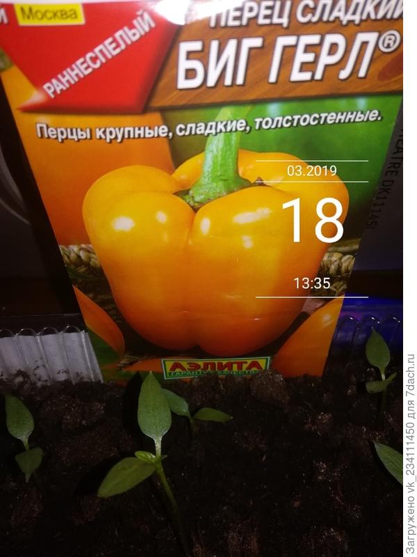 Первые листики на перце