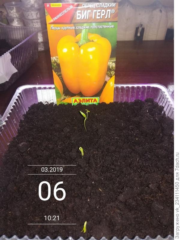 Вот и остальные всходы