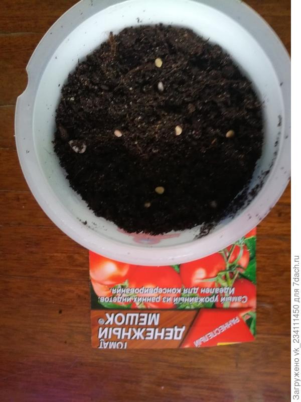 Семена в стаканчике ( 5 шт )