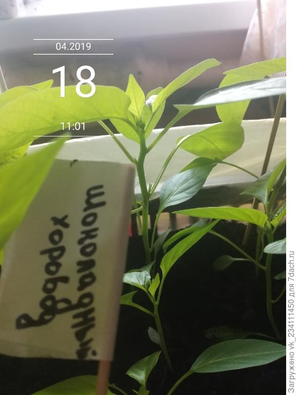Перец Шоколадный Хоровод 18 апреля