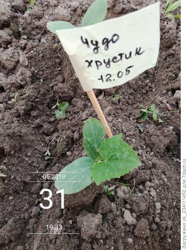 Огурчик на постоянном месте жительства