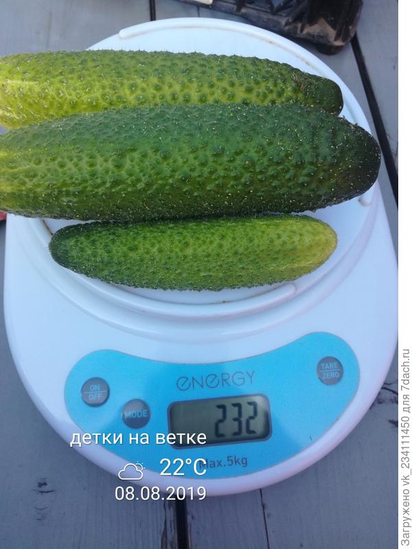 сбор