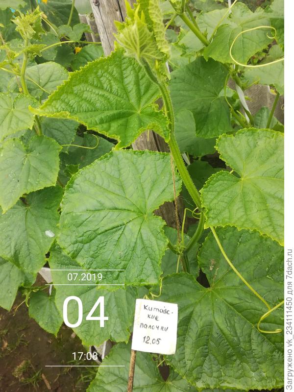 сформированный куст