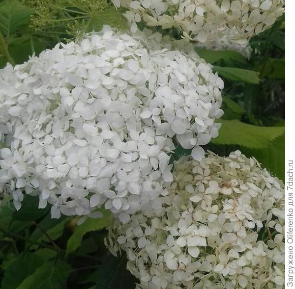 Гортензия