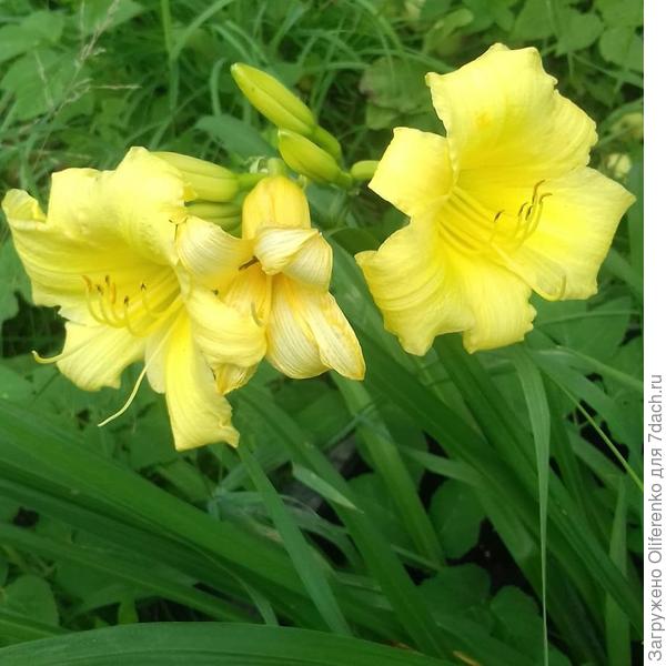 Желтый лилейнк