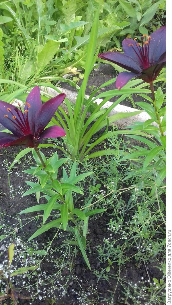 Черные лилии