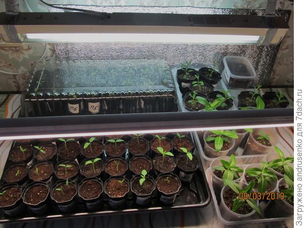 Стол для рассады.