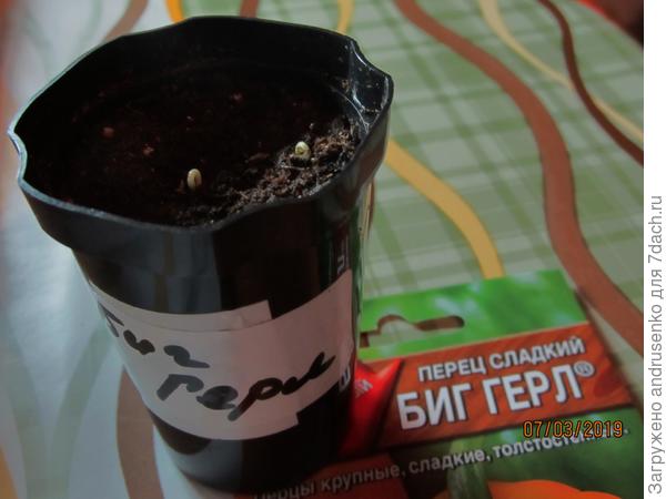 Первые всходы.