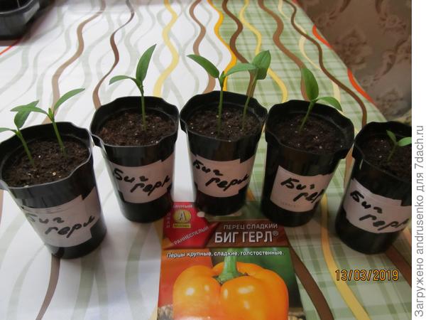 Тест на всхожесть.