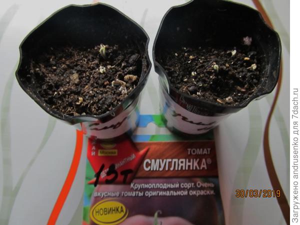 Первые всходы.