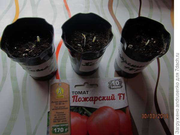 Первые всходы.