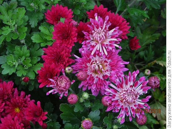 Улыбка. В этом году цвела с конца августа. Шикарный куст.