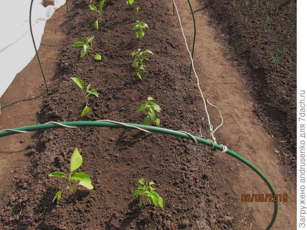 Баклажаны сажаю на одной грядке с острым перцем.