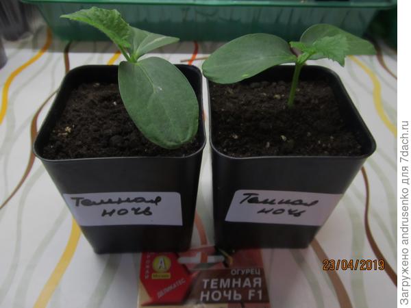 Огурцы через рассаду. Сажала дома.