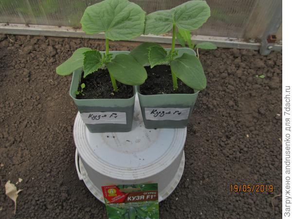 Эти посадила на рассаду уже на даче.