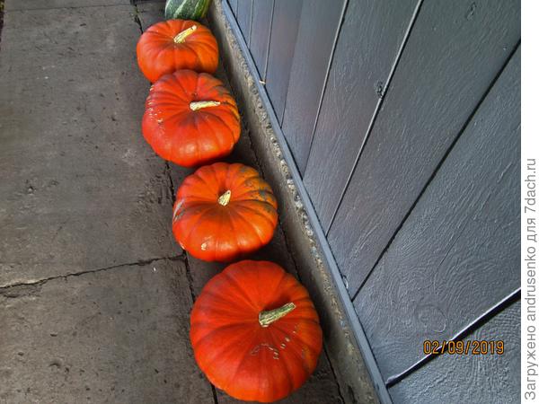 Тыква Цукат от Аэтиты, от 4 до 9 кг.