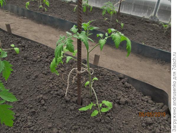 Для примера, правда это томат, но тут хорошо видно.