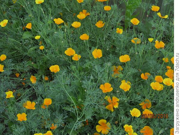 С 2016 и далее только она и никого более.