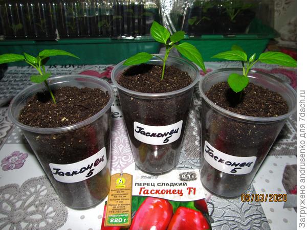 Для тестирования в инстаграмм.