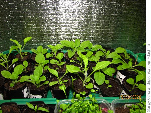 Кустовые и опера.