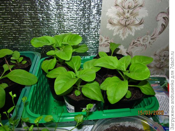 Тайдал Сильвер.