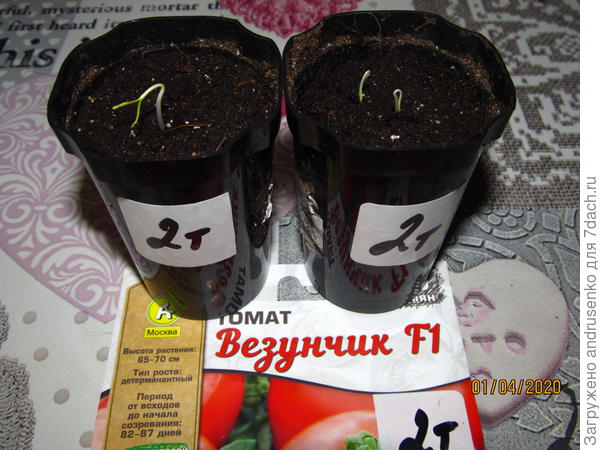 Всходы.