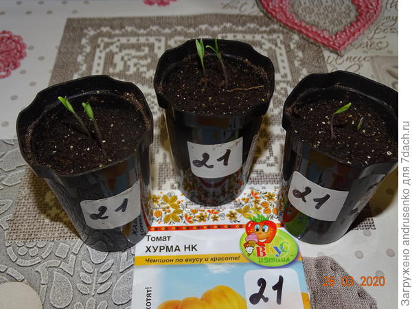 Хурма