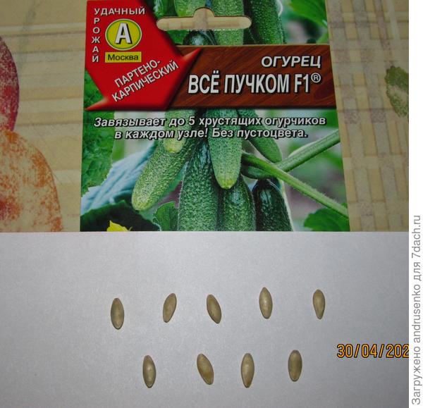 Семена