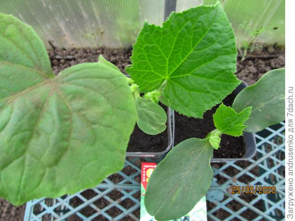 Перед выбором