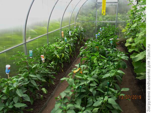 Здесь конечно вид на перцы, но и огурцы немного видно)