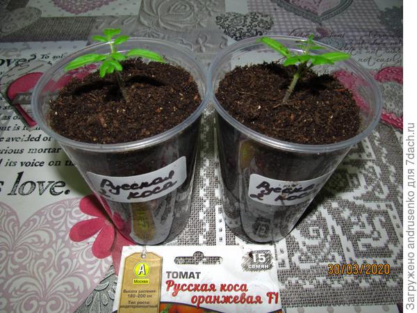 Русская коса