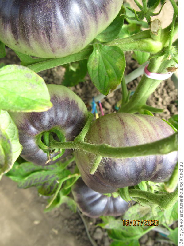 Темные плечи заложены изначально. Зеленый низ стал красным.