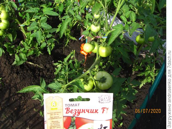 Везунчик в начале июля