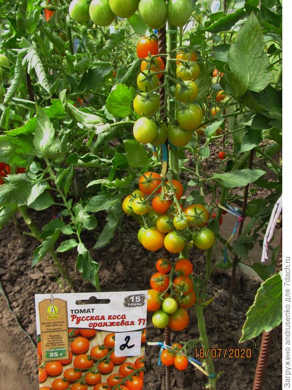 Русская коса оранжевая