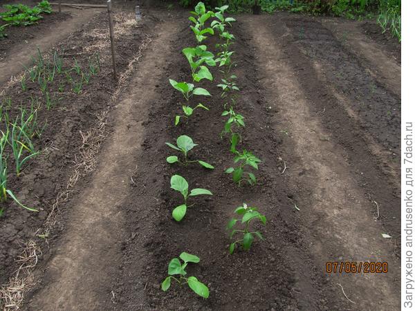 День высадки в грунт.