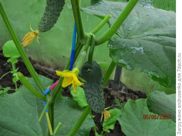 Первый урожай. Два кустика посадила 14 апреля. для более раннего урожая.