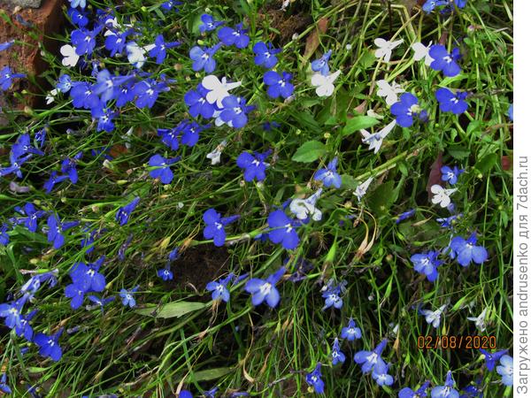 Правда в смеси были только белые и синие цвета.