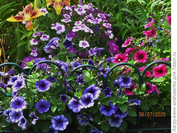 Все звезды в июле.