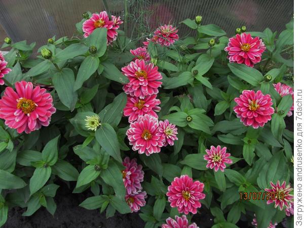 Низкорослые циннии Захара.