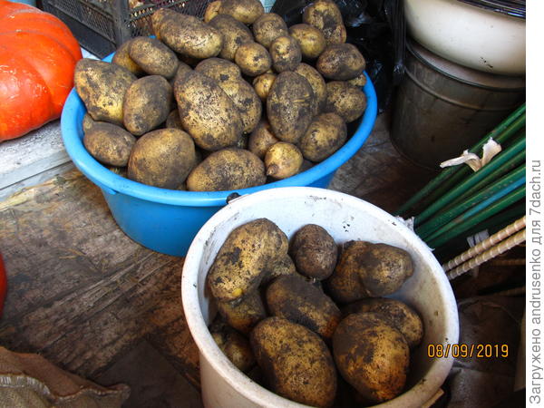 Внимание на картошку)))