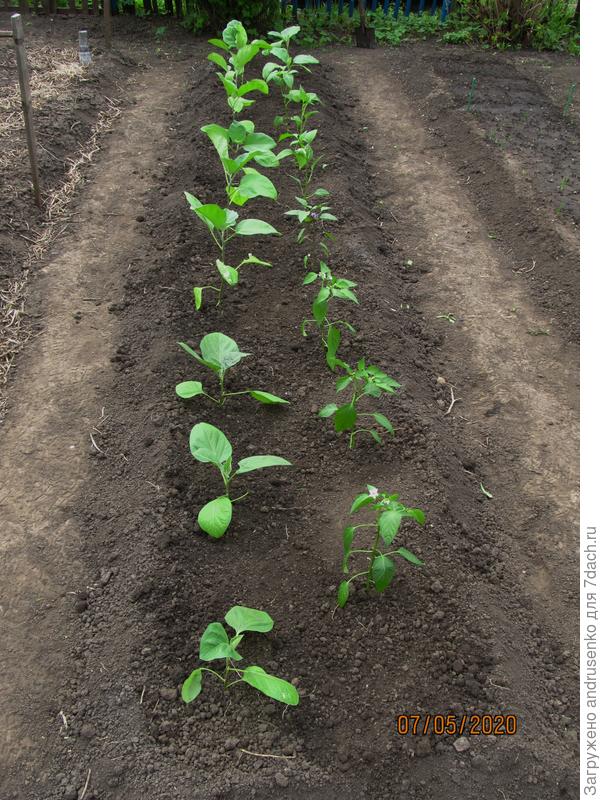 Сразу ставлю дуги и накрываю спанбондом.