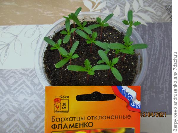 Всхожесть