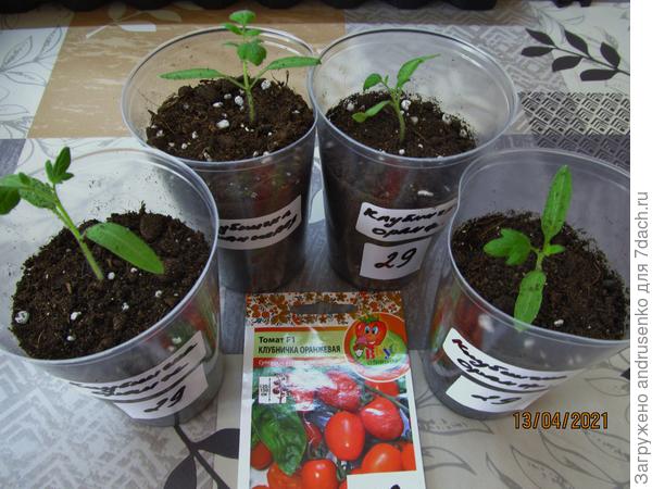 Клубничка оранжевая